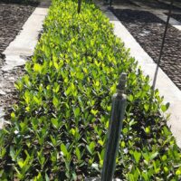 SEDEKAH POHON AMAL JARIYAH MENANAM KEBAIKAN MERAWAT BUMI